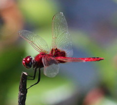 Urothemis assignata