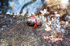 Calcinus californiensis