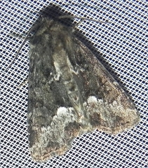 Oligia strigilis