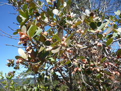 Ternstroemia tepezapote