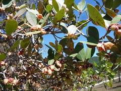 Ternstroemia tepezapote