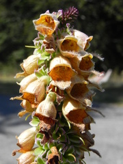 Digitalis ferruginea