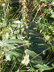 Digitalis ferruginea