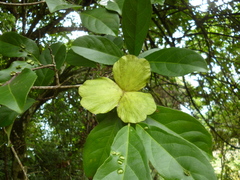 Semialarium mexicanum