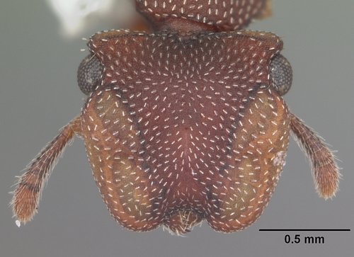 Northern Caribbean Turtle Ant photo 2