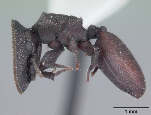 Northern Caribbean Turtle Ant photo 3