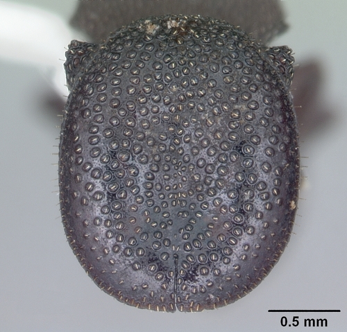 Northern Caribbean Turtle Ant photo 4