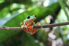 Agalychnis moreletii