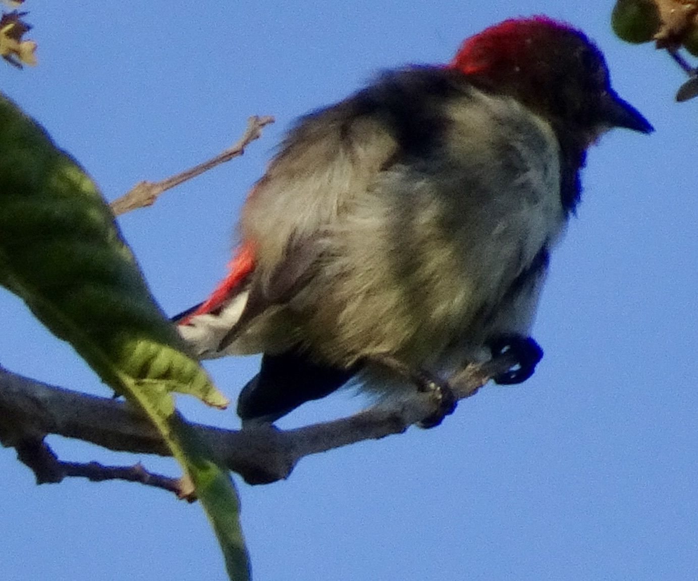 Black-fronted Flowerpecker illustration