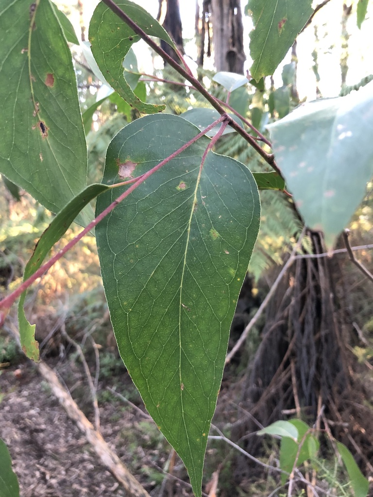 Brown-top Stringybark from Ryrie Ward, Toolangi, VIC, AU on September 3 ...