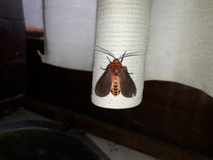 Mazaeras soteria