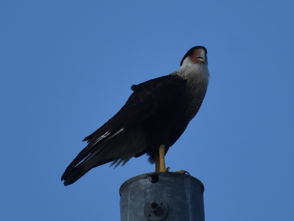 Crested Caracara in September 2023 by Chris Bentley · iNaturalist