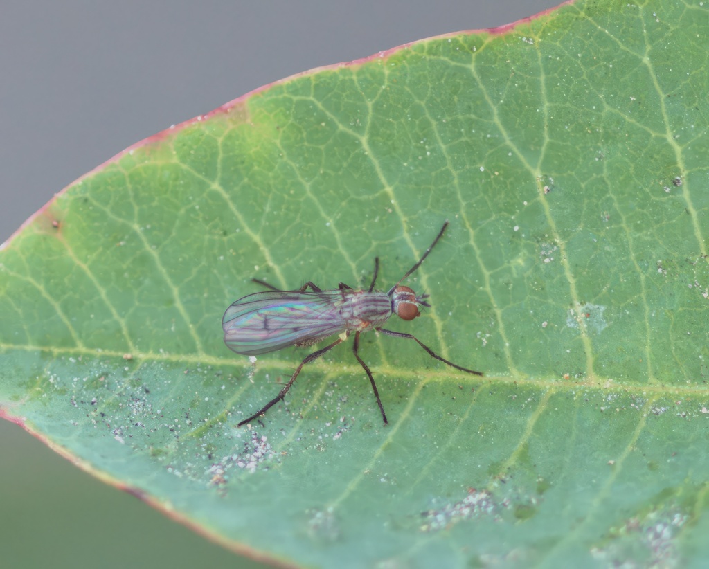 Anthomyia obscuripennis