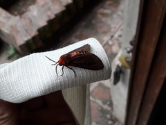 Mazaeras soteria