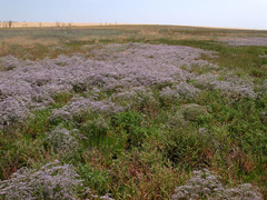 Limonium caspium