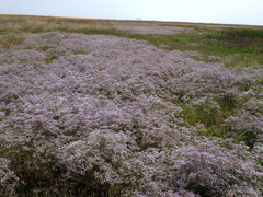 Limonium caspium