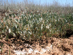 Atriplex verrucifera