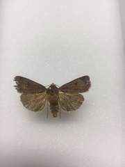 Abagrotis cupida