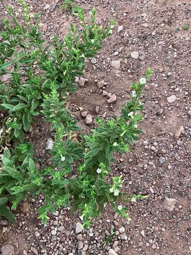 desert tobacco