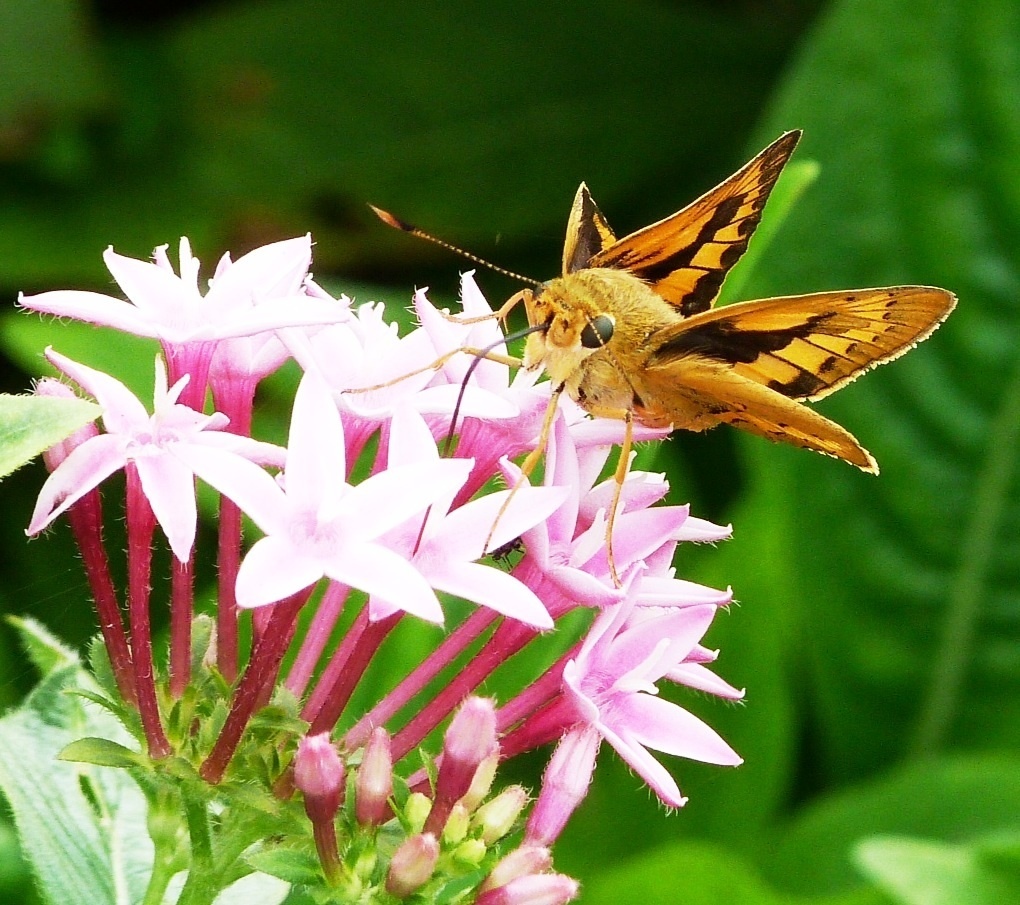 Yellow Palm Dart