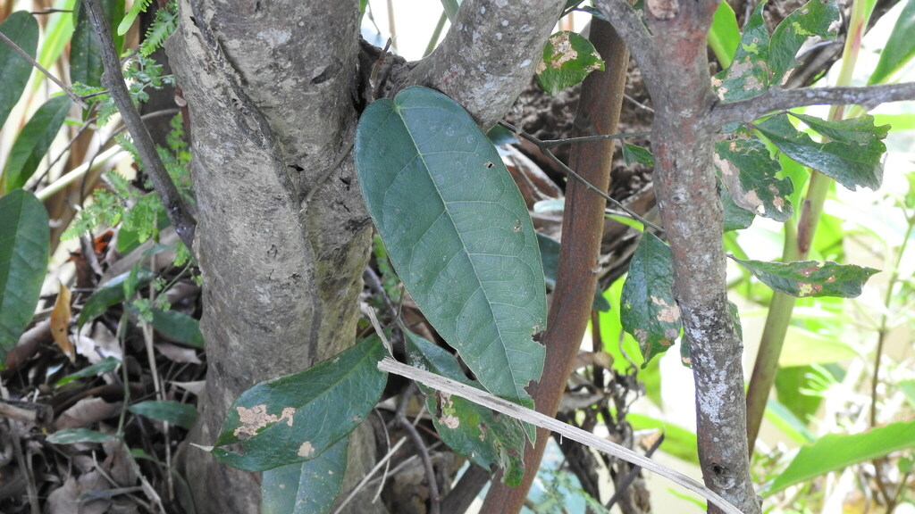 Ficus sarmentosa nipponica from 台灣苗栗縣 on August 21, 2023 at 04:02 PM by ...