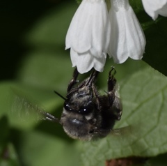 Anthophora edwardsii