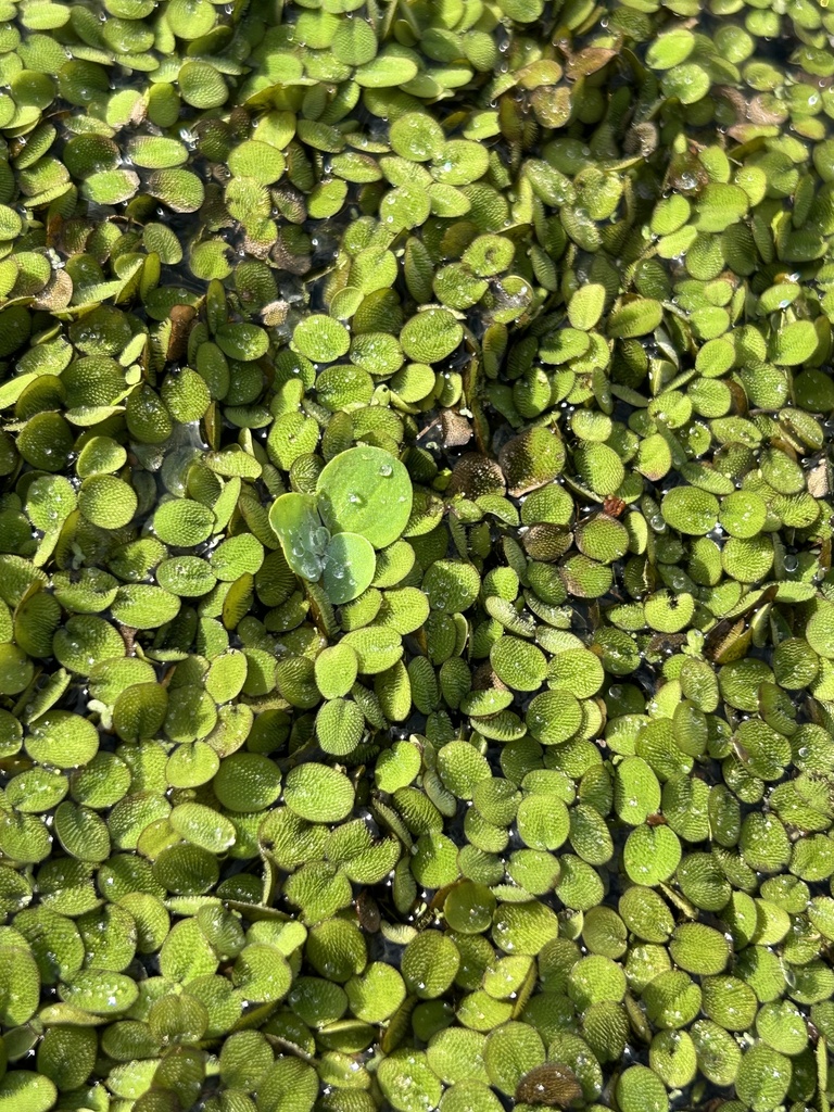 water spangles from Hillsborough River, Tampa, FL, US on September 2 ...