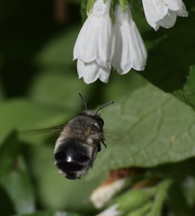 Anthophora edwardsii