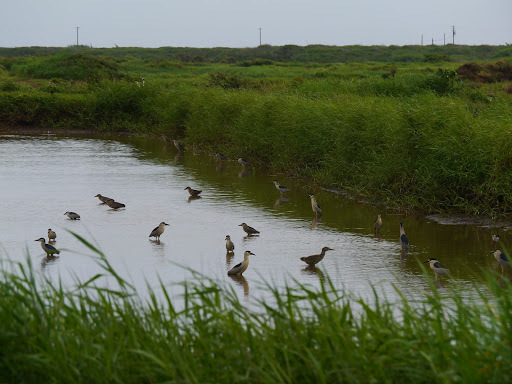 Black-crowned Night Heron