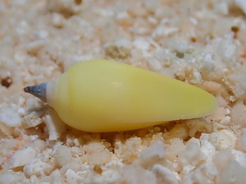 Imbricaria olivaeformis observed 2023-07-30
