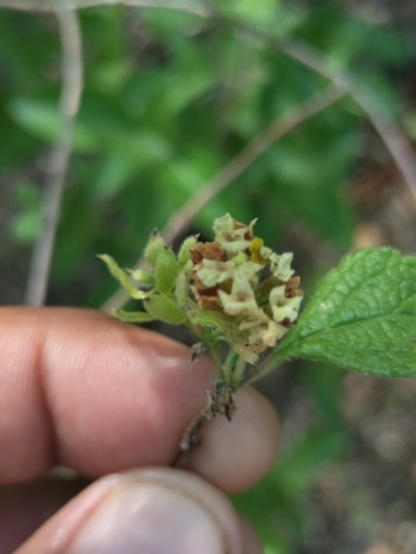 Image of Aloysia Barbata (Aloysia barbata) by no rights reserved