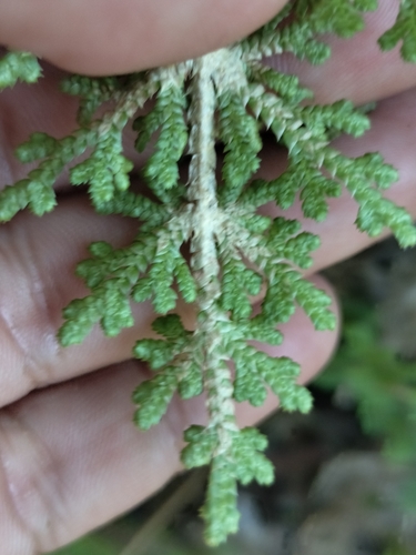 Image of Selaginella Pallescens (Selaginella pallescens) by no rights reserved