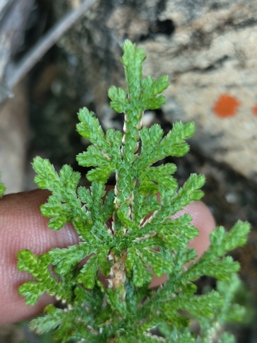 Image of Selaginella Pallescens (Selaginella pallescens) by no rights reserved