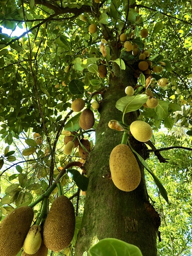 Artocarpus heterophyllus