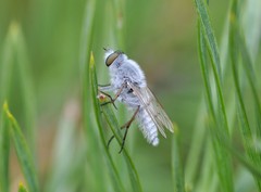 Acrosathe annulata