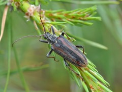 Oxymirus cursor