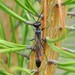 Ammophila pubescens - Photo (c) Andrei, some rights reserved (CC BY-NC), uploaded by Andrei