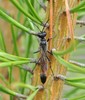 Ammophila pubescens - Photo (c) Andrei, some rights reserved (CC BY-NC), uploaded by Andrei