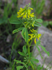 Melilotus altissimus