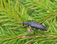 Oxymirus cursor