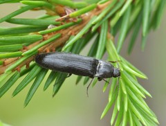 Melanotus castanipes