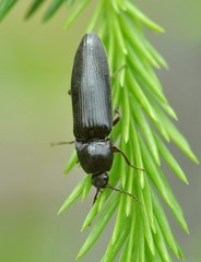 Melanotus castanipes