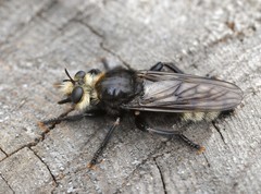 Laphria gibbosa