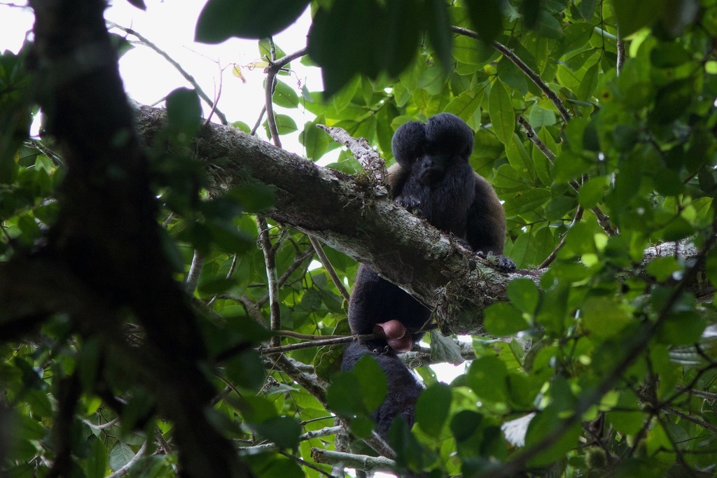 Red-Backed Bearded Saki