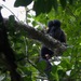 Red-backed Bearded Saki - Photo (c) Gabriel Leite, some rights reserved (CC BY-NC), uploaded by Gabriel Leite