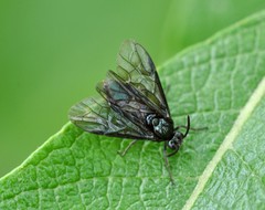 Arge nigripes