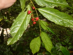 Trophis mexicana