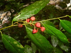 Trophis mexicana