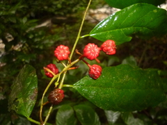 Trophis mexicana