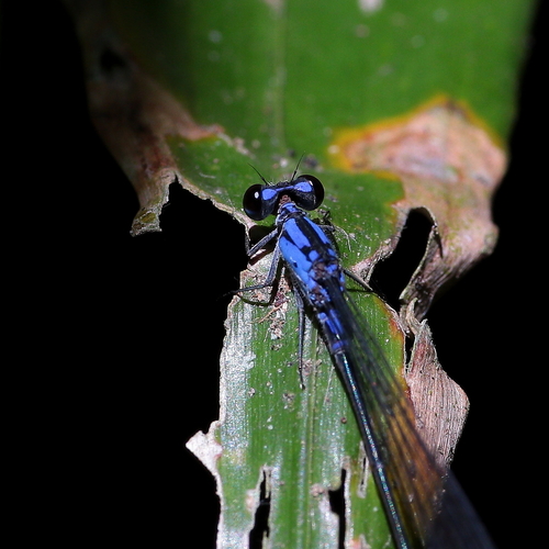 Archibasis mimetes (Tillyard, 1913)